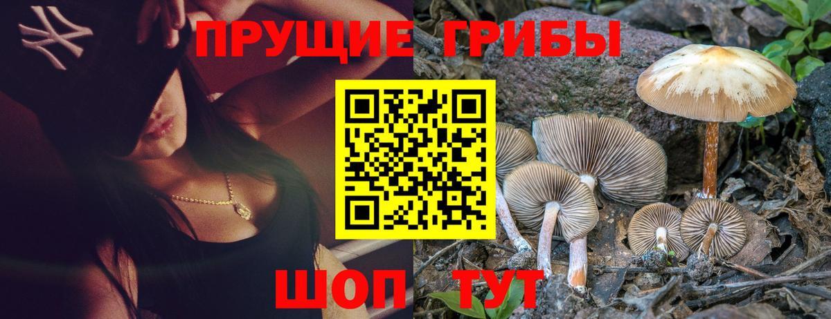 Галлюциногенные грибы Psilocybine cubensis  Тулун 